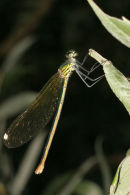 8637 Female Beautiful Demoiselle (Calopteryx virgo)